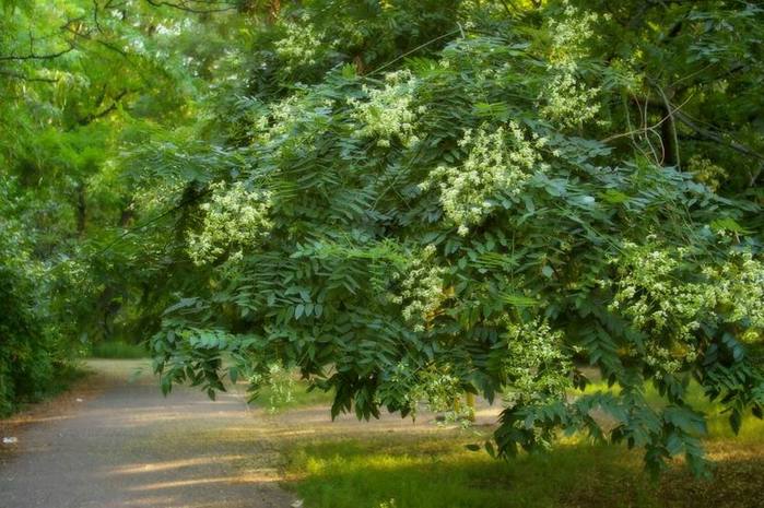 Sophorát japán csodának hívják, egy száz betegségből származó fának
