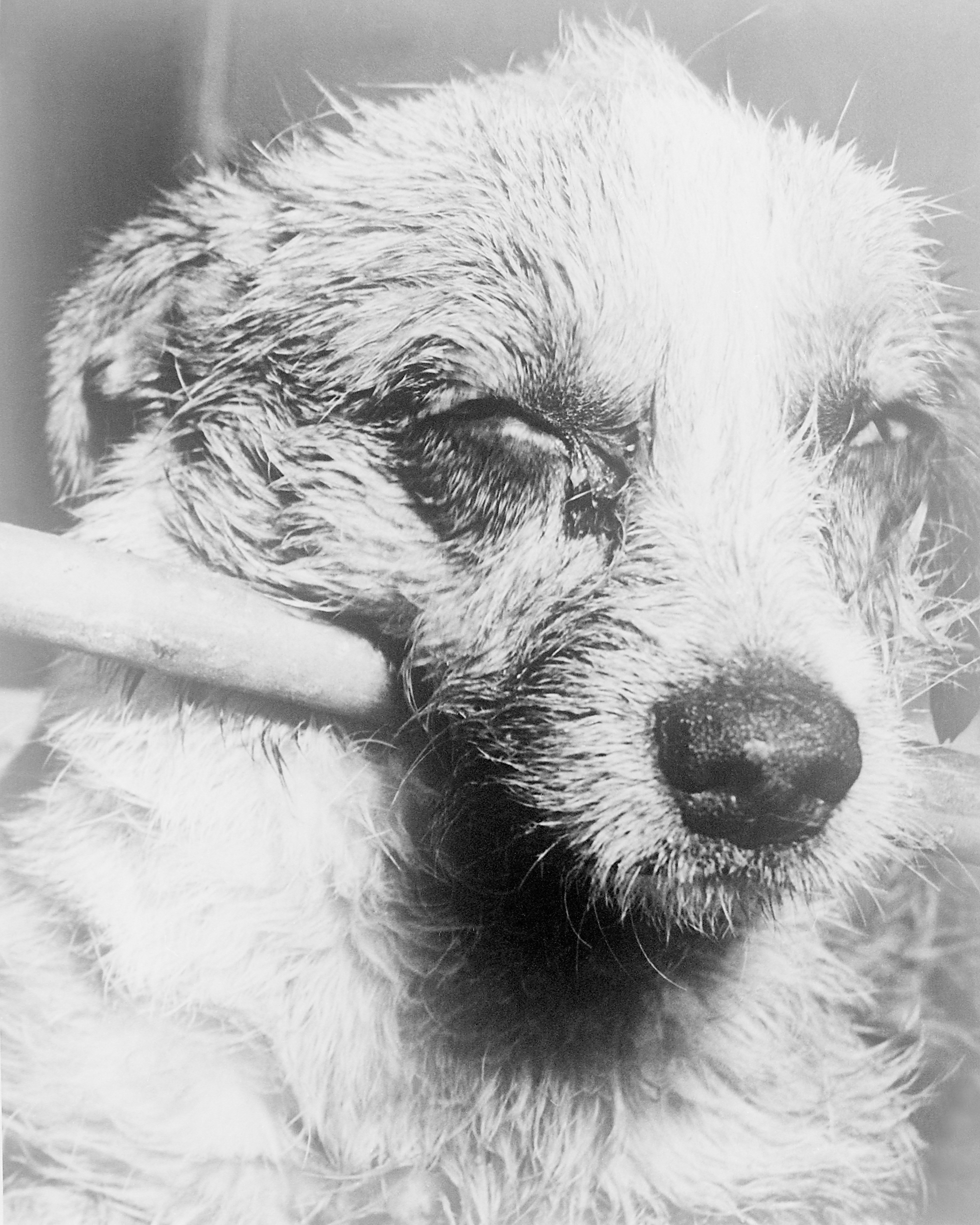 Собака с недопустимой вакцинацией против бешенства (даже если с момента вступления в силу предыдущей даты прошел всего один день) в свете закона считается непривитой