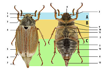 Постоянно предлагаются новые усовершенствования в систематике насекомых